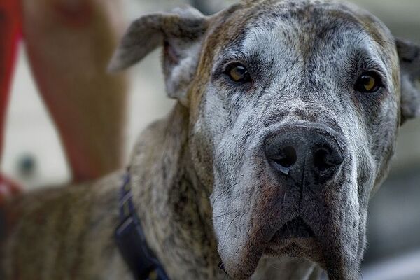 Más mascotas abandonadas en el Reino Unido por la carestía de la vida - Mascotas - ABC Color