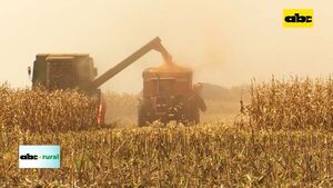 Cómo aprovechar el seguro agrícola para lograr buen precio por grano - ABC Rural - ABC Color