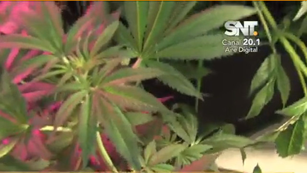 Vapear o "volar": Usan esencia de cannabis - SNT