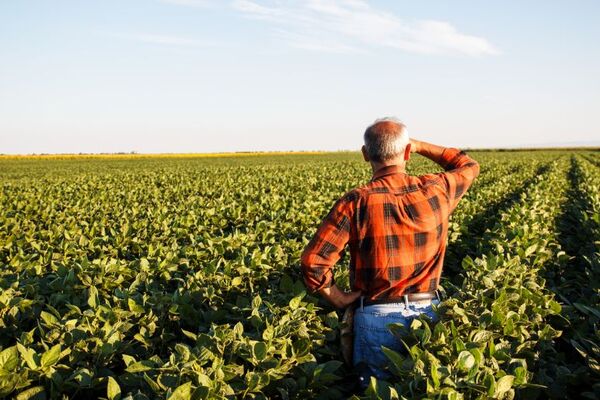 Arranca campaña sojera 2022/2023, con la expectativa de recuperar lo perdido por la sequía y lograr al menos 2.000 kg/ha - MarketData