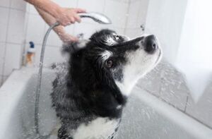 Consejos para mantener una correcta higiene en nuestras mascotas - Mascotas - ABC Color