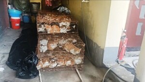Rescatan a 150 gatos capturados para consumo humano