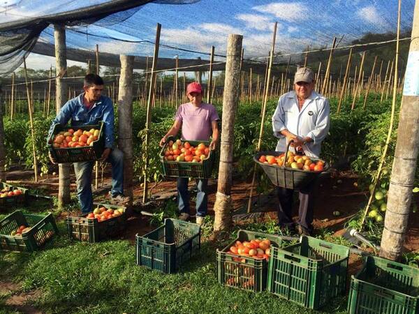 Tomates registran precios diferenciados según la zona de producción, sostienen