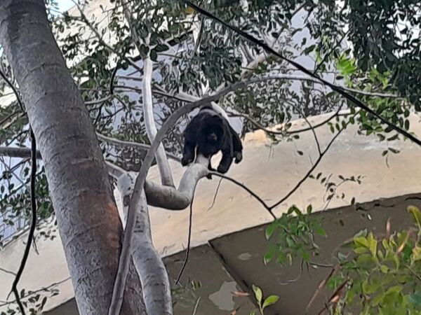 El karaja del parque de Sajonia: Mades pide evitar el mascotismo de animales silvestres - Nacionales - ABC Color