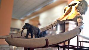 Descubren un colmillo de elefante de hace medio millón de años