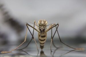 Dengue y chikunguña: estrepitoso descenso de casos - Nacionales - ABC Color