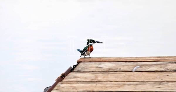 La Nación / Buscan rastrear aves migratorias mediante antenas en Pilar