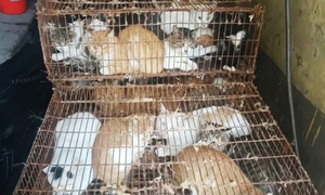 Policía china rescata a 150 gatos capturados para consumo humano - OviedoPress