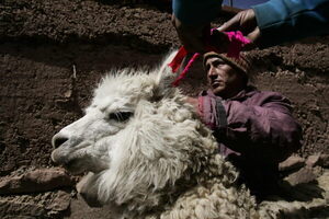 Perú inaugura su primera planta de procesamiento de fibra de alpaca - MarketData