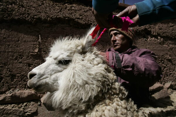 Perú inaugura su primera planta de procesamiento de fibra de alpaca - MarketData
