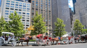 Diario HOY | Amenaza para los carruajes tirados por caballos en Nueva York