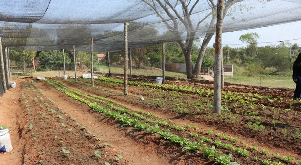 Instituciones inauguran huerta comunitaria en limpio