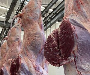 Novillos y toros gordos Nelore promediaron 307,7 kilos de carcasa en concurso en Frigorífico Belén