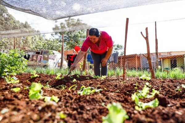 Con preparaciones de suelo y entrega de semillas, Ñemity 4.0 continúa asistencia a productores