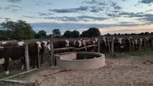 El Chaco se proyecta con unas 500 mil hectáreas para el 2030 | Agronegocios | 5Días