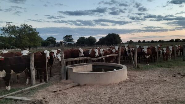 El Chaco se proyecta con unas 500 mil hectáreas para el 2030 | Agronegocios | 5Días