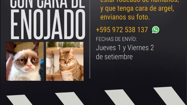 Buscan a michis con caras de enojado para un casting