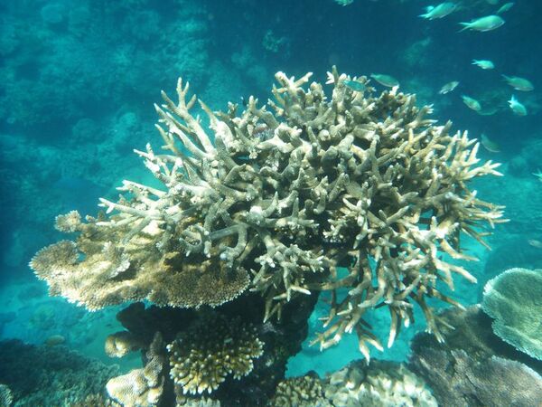 En el filo de la navaja: ¿la Gran Barrera de Coral aún tiene futuro? - Viajes - ABC Color