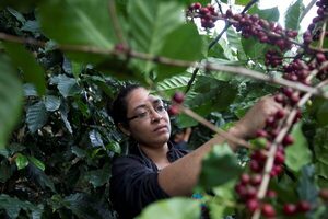 Honduras obtiene 1.414 millones de dólares por las ventas de café en el ciclo actual - MarketData