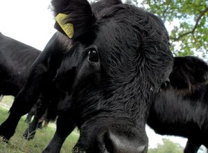 Suramérica está más cerca de erradicar la fiebre aftosa - MarketData