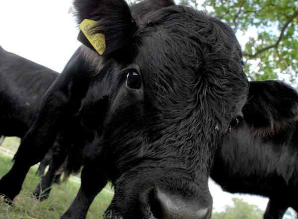 Suramérica está más cerca de erradicar la fiebre aftosa - MarketData