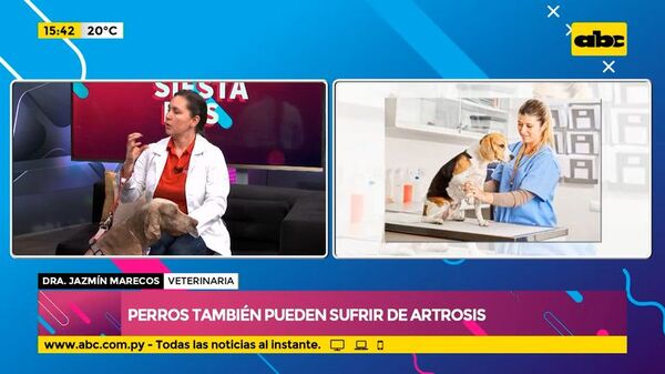 Los perros también pueden sufrir de artrosis - ABC Noticias - ABC Color