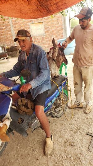 Pequeños ganaderos son asediados por abigeos en Carmelo Peralta - Noticias del Chaco - ABC Color