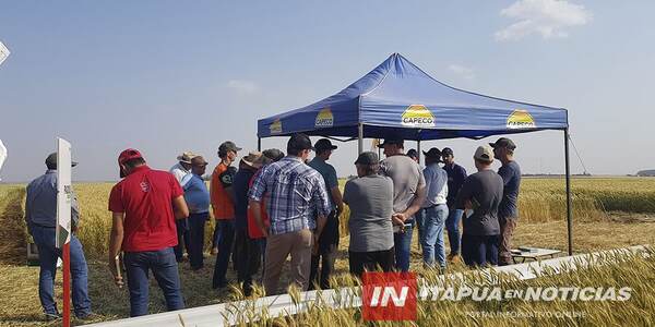 LA COOP. NARANJITO REALIZÓ EL DÍA DE CAMPO CON PARCELAS DE TRIGO