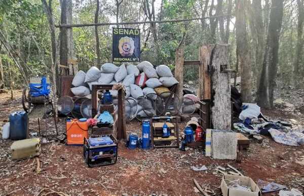 Destruyen 4 toneladas de marihuana en Amambay