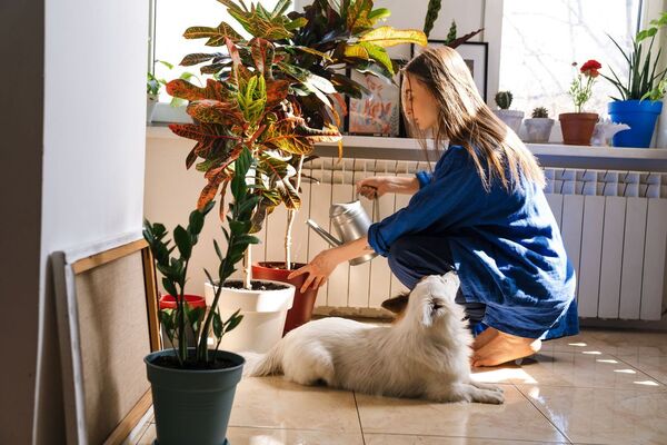 Descubrí cuáles son las plantas de interiores aptas para mascotas