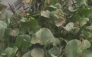 Hallan cadáver en descomposición en una laguna de Asunción