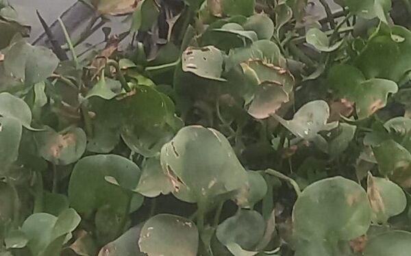 Hallan cadáver en descomposición en una laguna de Asunción
