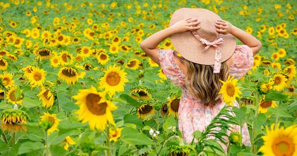 La Nación / Girasoles: Una experiencia idílica por los campos de Nueva Germania