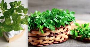 La Nación / Hierbas aromáticas (II)