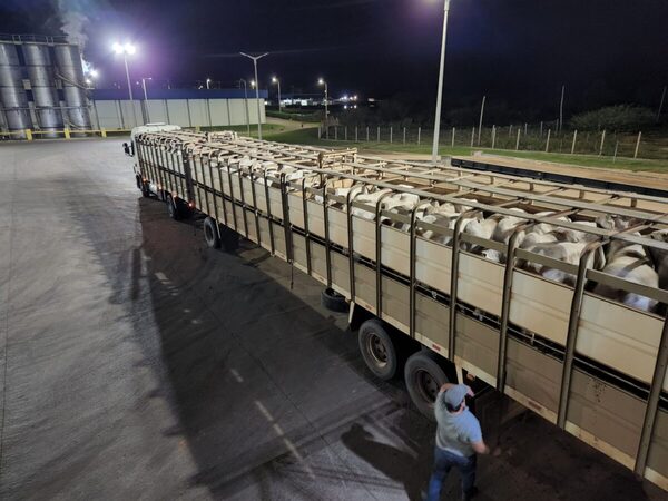 Precio del ganado gordo de exportación sigue subiendo