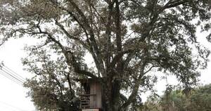 La Nación / El árbol de la gente y una historia de amor a la naturaleza