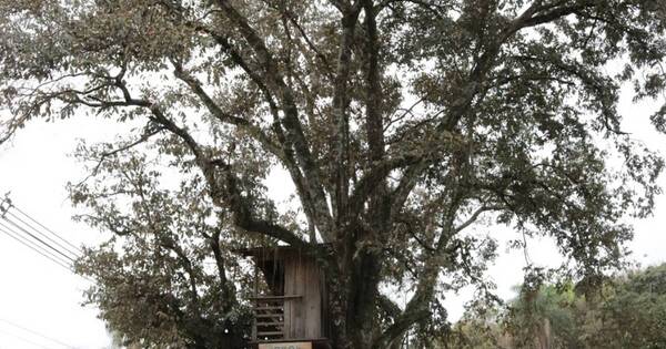 La Nación / El árbol de la gente y una historia de amor a la naturaleza