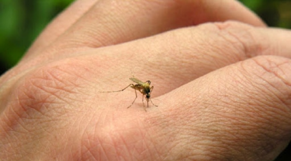 Descienden casos de dengue, pero eliminación de criaderos debe persistir