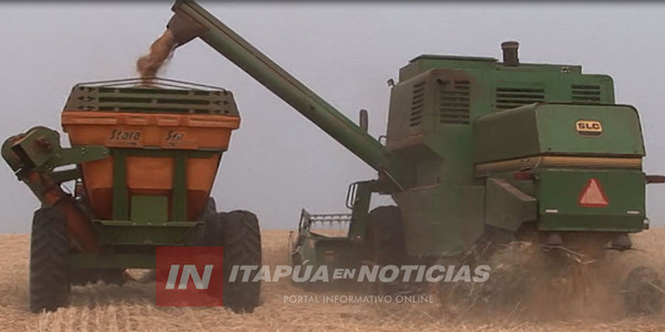 HELADAS AFECTARON PARTE DE LOS CULTIVOS DE TRIGO GENERANDO PÉRDIDAS