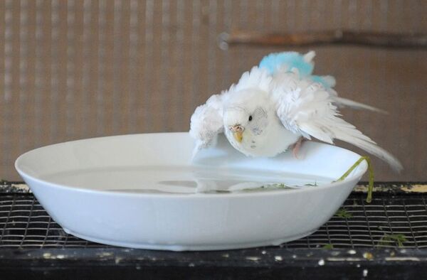 Trucos para que el pájaro doméstico disfrute de su baño - Mascotas - ABC Color