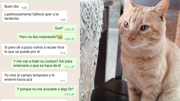 Un gato "revivió" y llegó solo a su casa: mujer denuncia a un veterinario