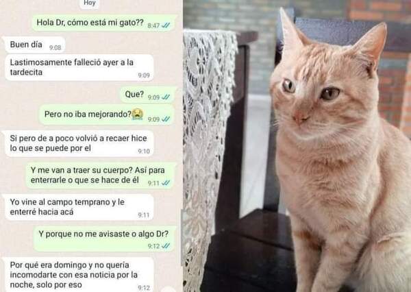 Un gato "revivió" y llegó solo a su casa: mujer denuncia a un veterinario