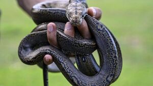 Traficante admite que ingresó a EEUU serpientes y lagartos en sus pantalones
