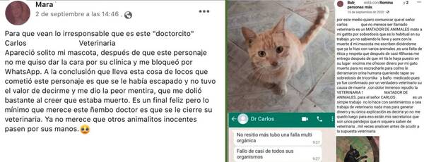 Crónica / Reviven críticas hacia veterinaria luego que un gato volviera del “más allá”