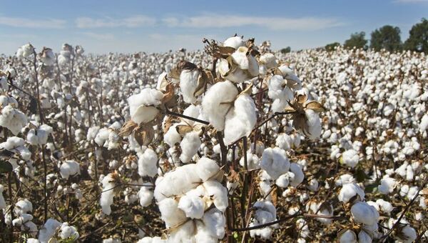 Como el Fénix: Cultivo de algodón resurge con éxito en el Chaco (y se avizora un buen futuro)