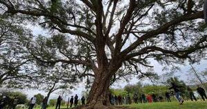 La Nación / La historia del coloso 20: “Es nuestro árbol de la vida”