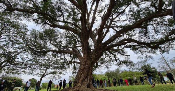 La Nación / La historia del coloso 20: “Es nuestro árbol de la vida”