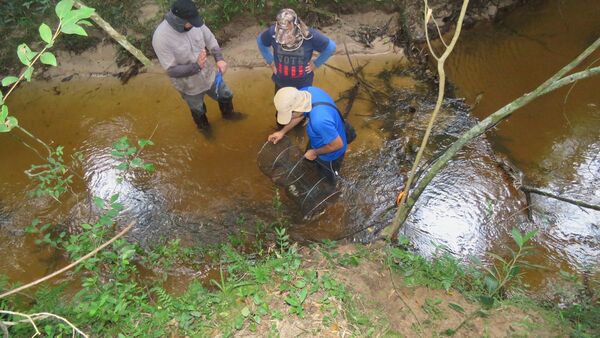 Investigadores registran nuevas especies de peces en Paraguay