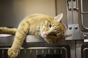 Traslado gatos a la veterinaria sin estrés - Mascotas - ABC Color