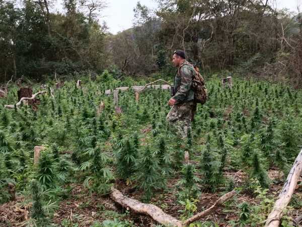 511 toneladas de marihuana destruidas en 6 días en Amambay